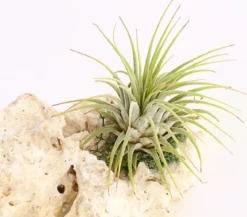 Tillandsien-Arrangement auf Sansibar Rock - Tillandsia Hybride, 2-teilig