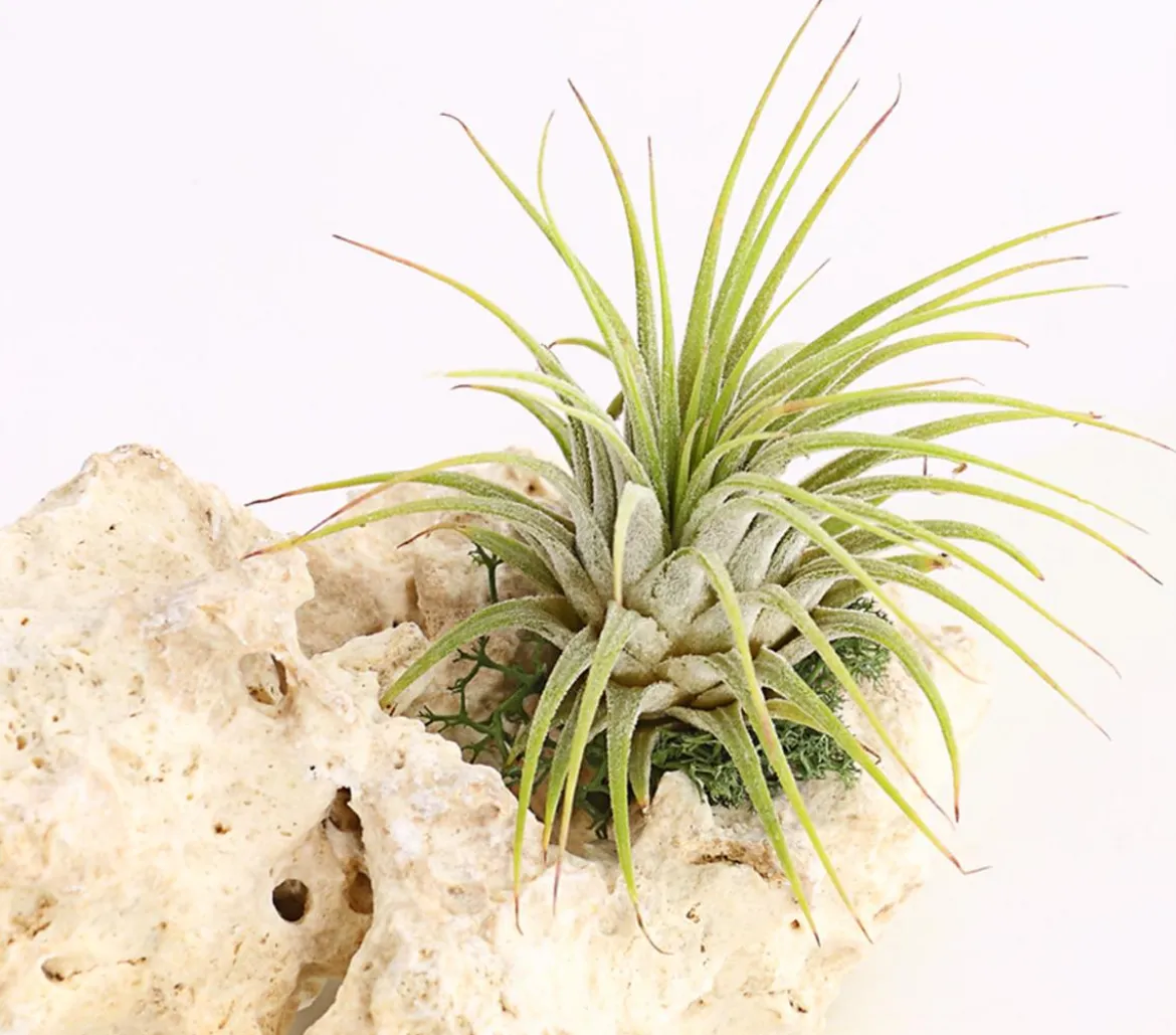 Tillandsien-Arrangement auf Sansibar Rock - Tillandsia Hybride, 2-teilig