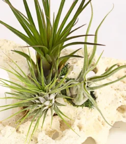 Tillandsien-Arrangement auf Sansibar Rock - Tillandsia Hybride, 3-teilig