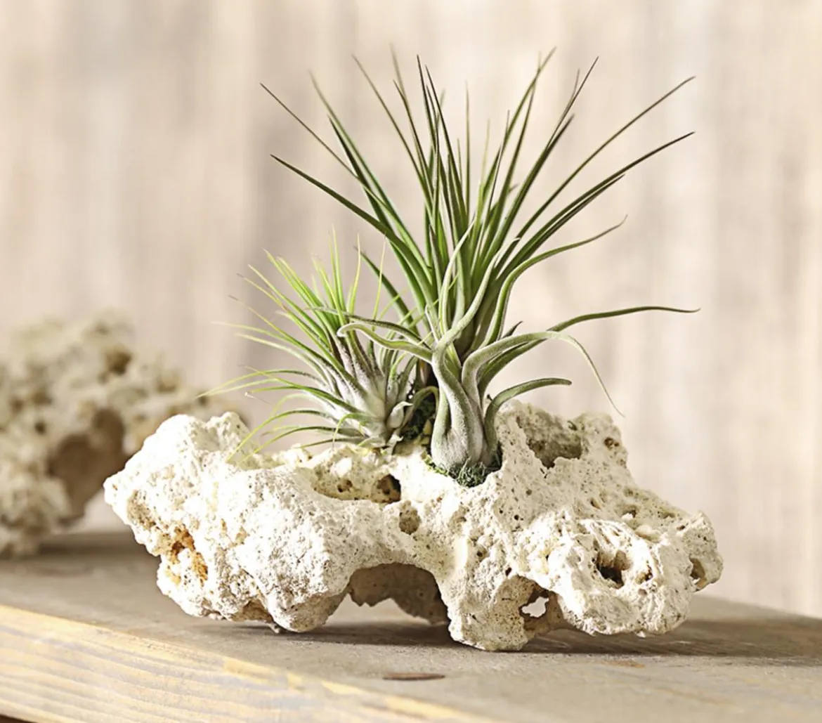 Tillandsien-Arrangement auf Sansibar Rock - Tillandsia Hybride, 3-teilig