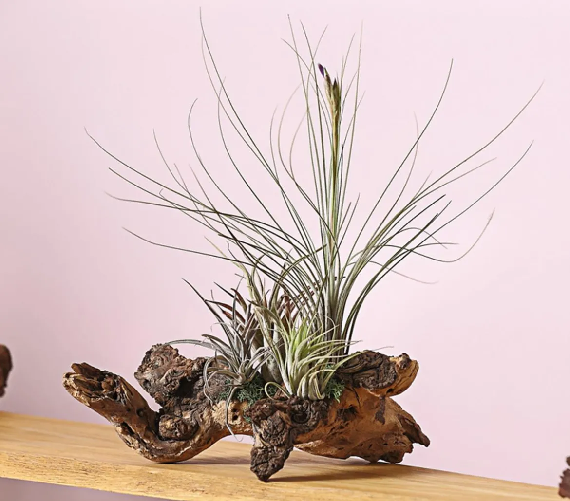 Tillandsien-Arrangement auf Wurzelbaum - Tillandsia Hybride, 3-teilig