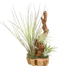 Tillandsien-Arrangement auf Wurzelbaum - Tillandsia Hybride, 3-teilig