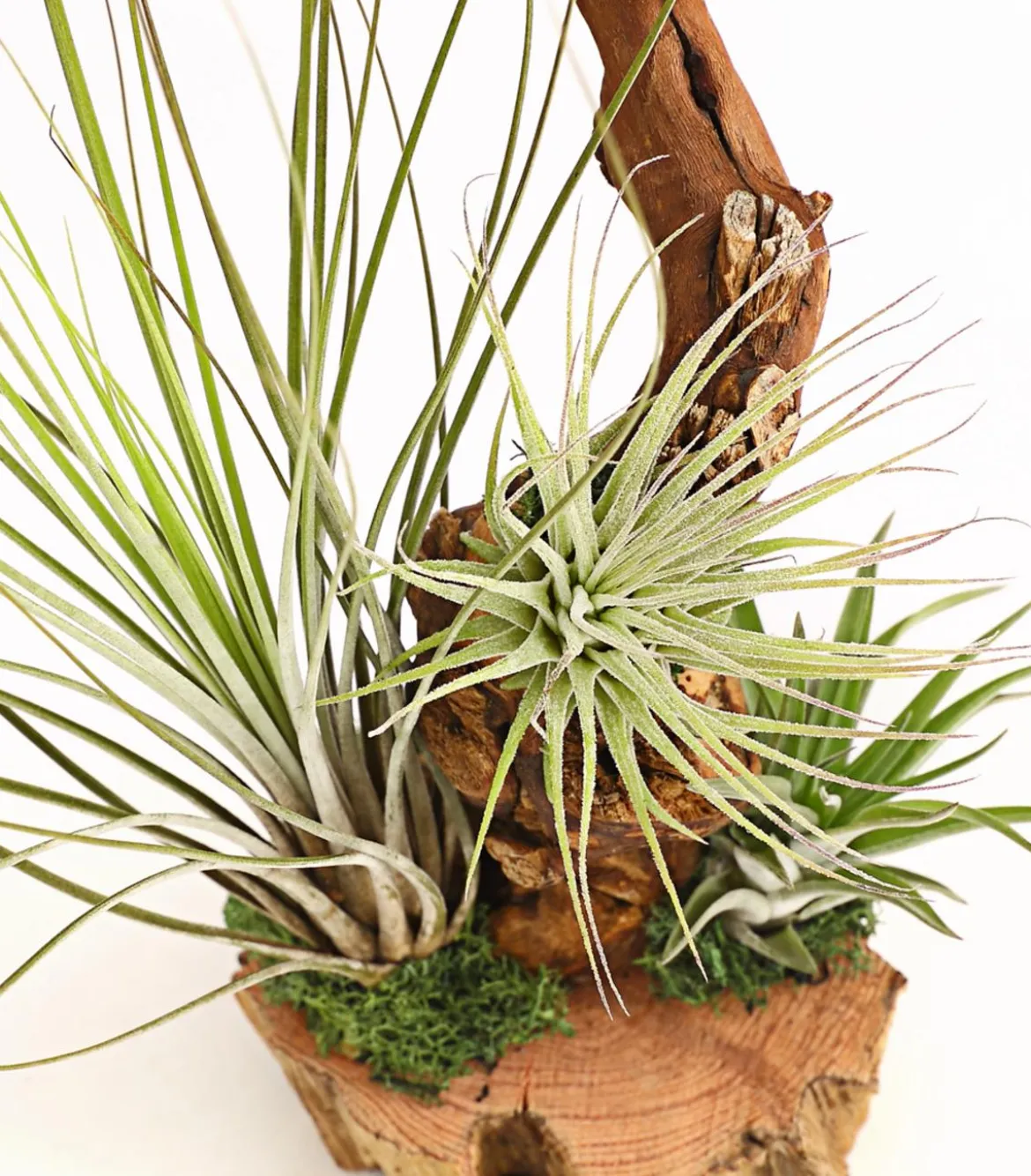Tillandsien-Arrangement auf Wurzelbaum - Tillandsia Hybride, 3-teilig