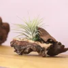 Tillandsien-Arrangement auf Mopani-Wurzel - Tillandsia Hybride, 2-teilig