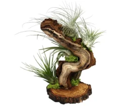 Tillandsien-Arrangement auf Wurzelbaum - Tillandsia Hybride, 5-teilig