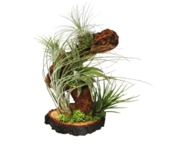 Tillandsien-Arrangement auf Wurzelbaum - Tillandsia Hybride, 5-teilig