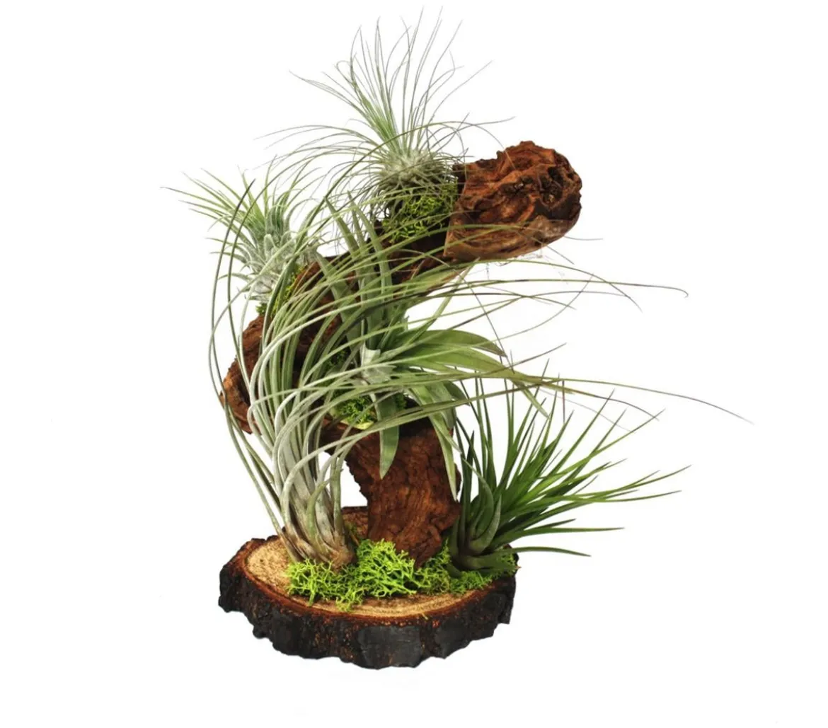 Tillandsien-Arrangement auf Wurzelbaum - Tillandsia Hybride, 5-teilig