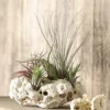 Tillandsien-Arrangement auf Sansibar Rock - Tillandsia Hybride, 5-teilig