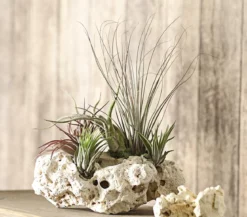Tillandsien-Arrangement auf Sansibar Rock - Tillandsia Hybride, 5-teilig