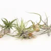 Tillandsien - Tillandsia Hybride, verschiedene Sorten, 6-teilig