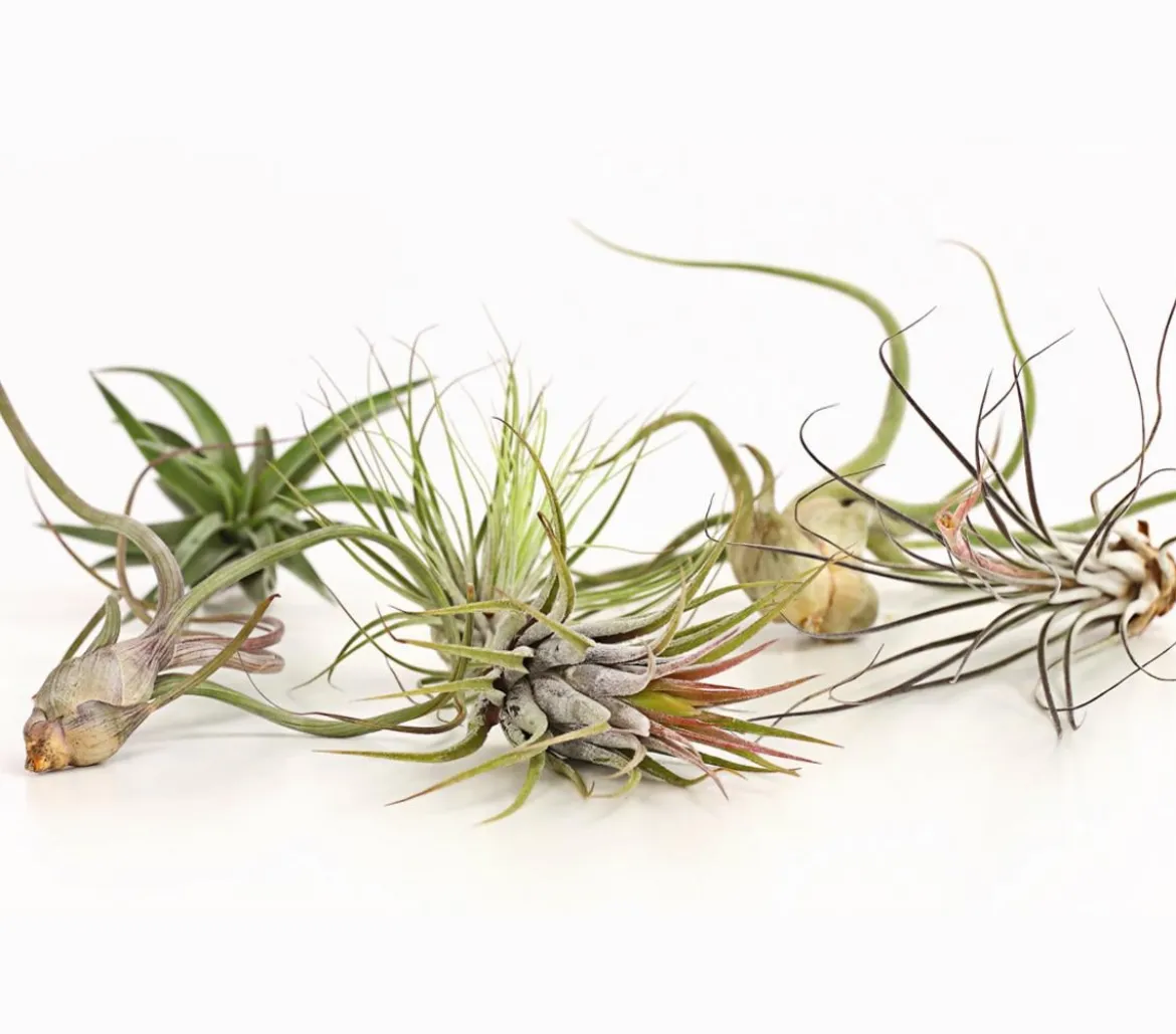 Tillandsien - Tillandsia Hybride, verschiedene Sorten, 6-teilig