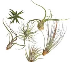 Tillandsien - Tillandsia Hybride, verschiedene Sorten, 6-teilig