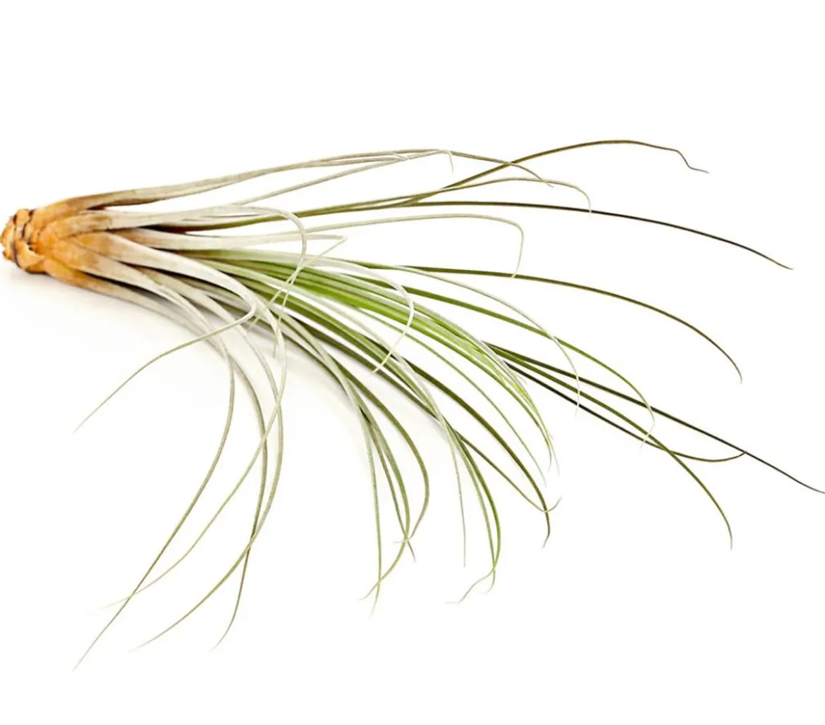 Tillandsie - Tillandsia cultivars groß, verschiedene Sorten