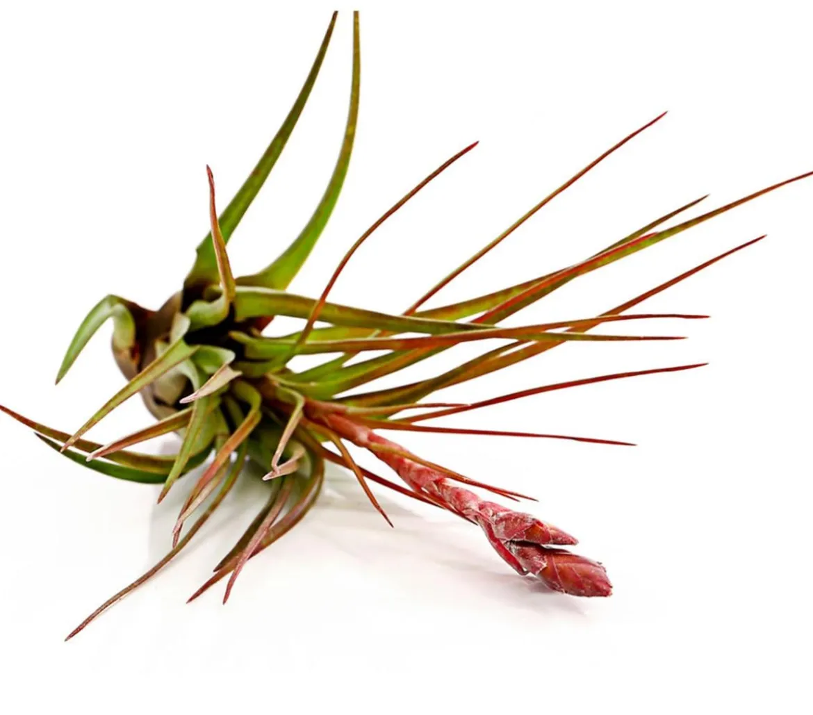 Tillandsie - Tillandsia cultivars groß, verschiedene Sorten