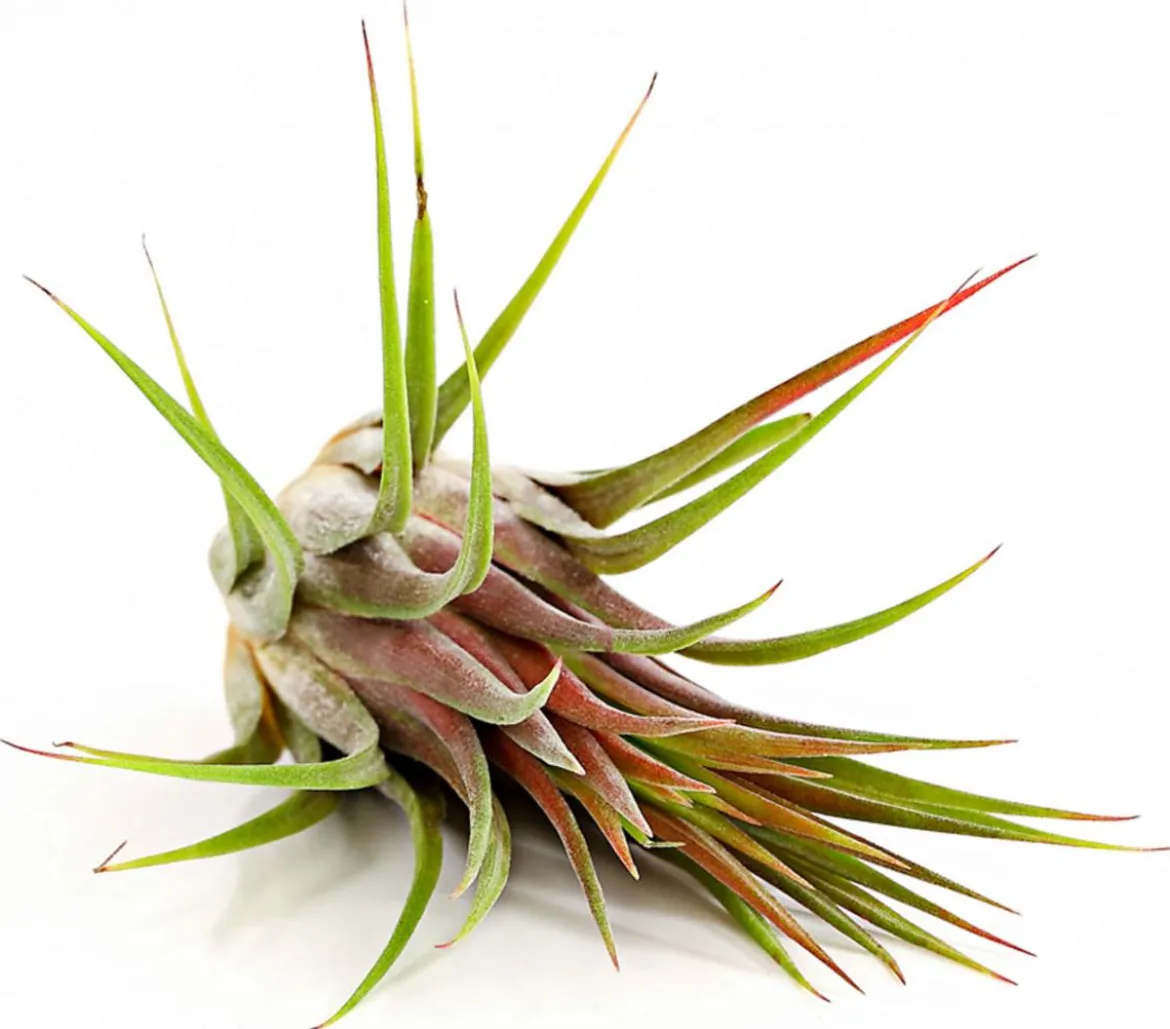 Tillandsie - Tillandsia cultivars groß, verschiedene Sorten