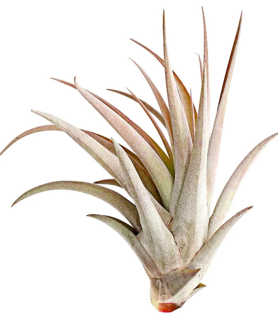 Tillandsie - Tillandsia cultivars groß, verschiedene Sorten