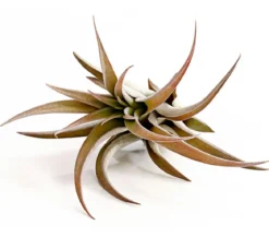 Tillandsie - Tillandsia cultivars groß, verschiedene Sorten