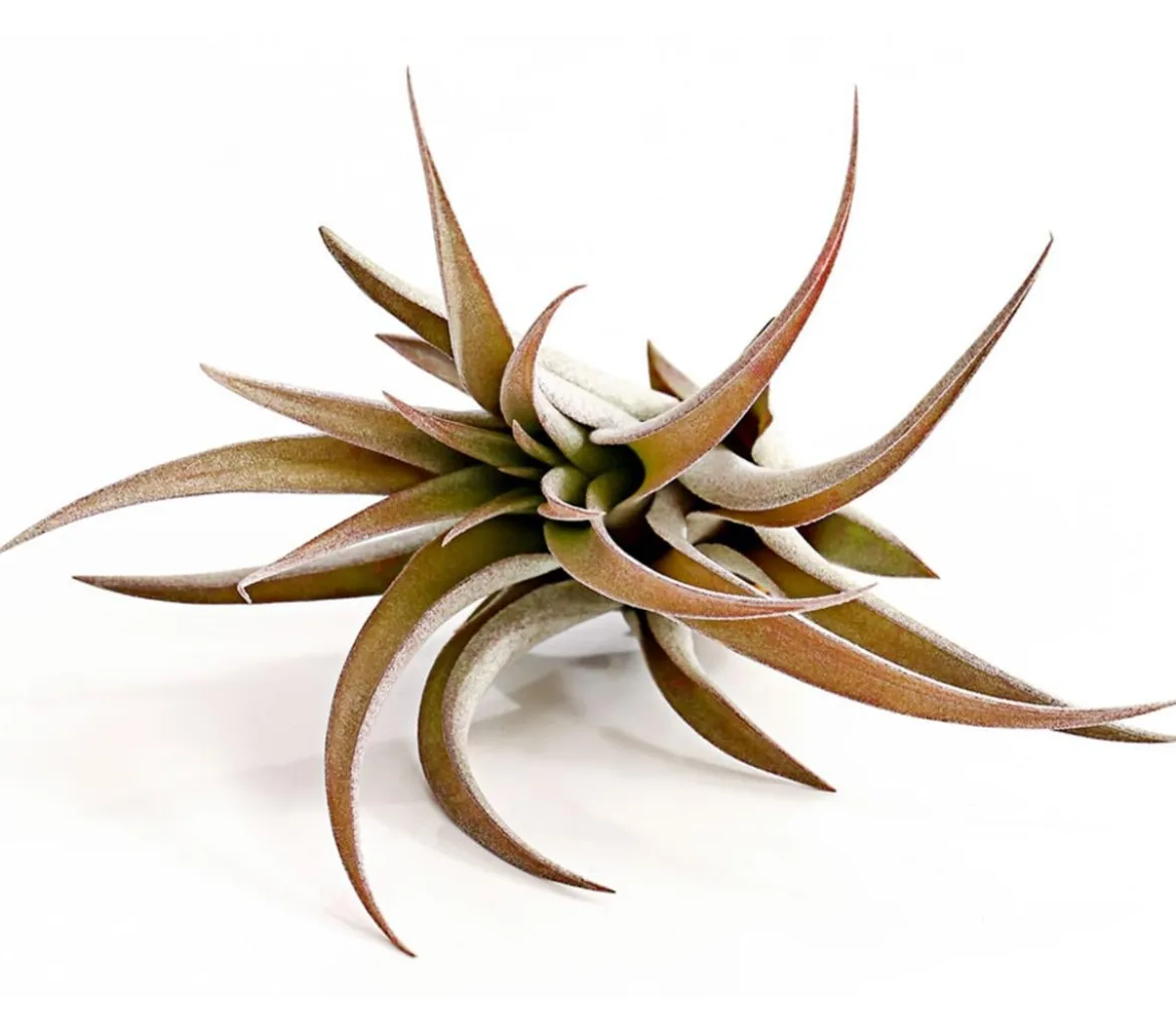 Tillandsie - Tillandsia cultivars groß, verschiedene Sorten