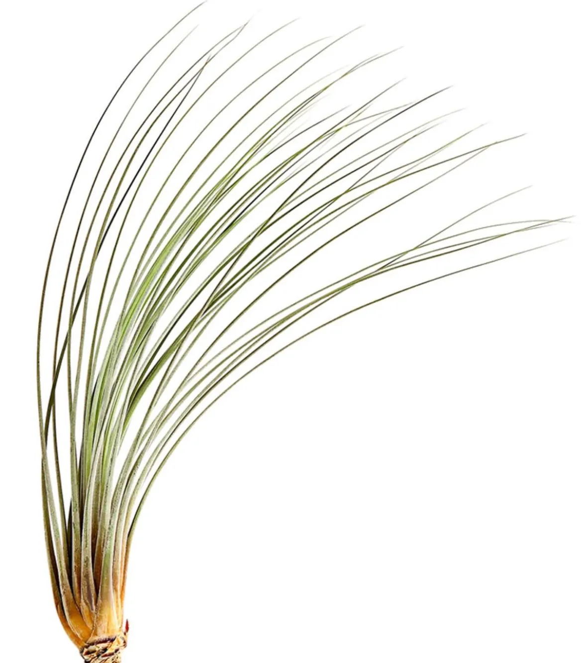 Tillandsie - Tillandsia cultivars groß, verschiedene Sorten
