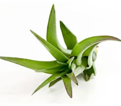 Tillandsie - Tillandsia cultivars klein, verschiedene Sorten