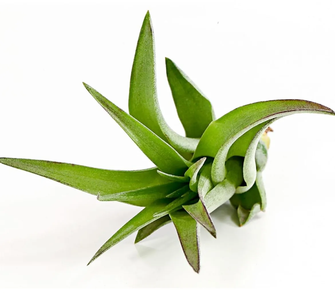 Tillandsie - Tillandsia cultivars klein, verschiedene Sorten