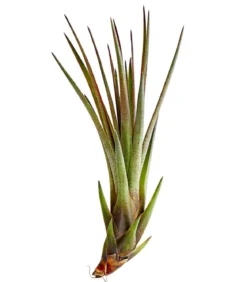 Tillandsie - Tillandsia cultivars klein, verschiedene Sorten