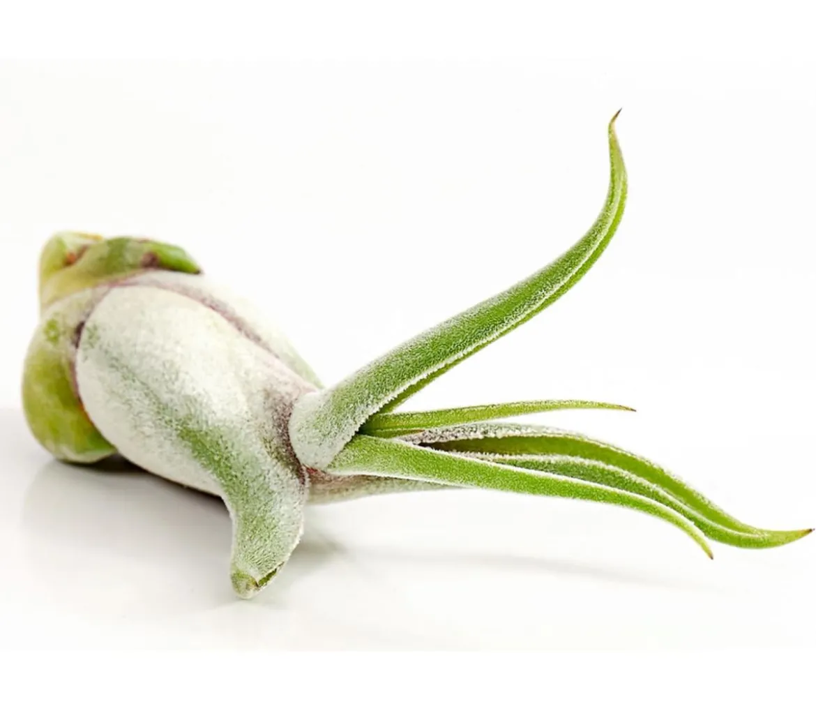 Tillandsie - Tillandsia cultivars klein, verschiedene Sorten