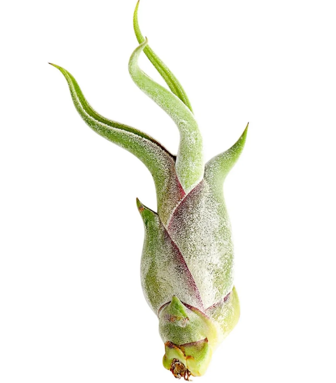 Tillandsie - Tillandsia cultivars klein, verschiedene Sorten