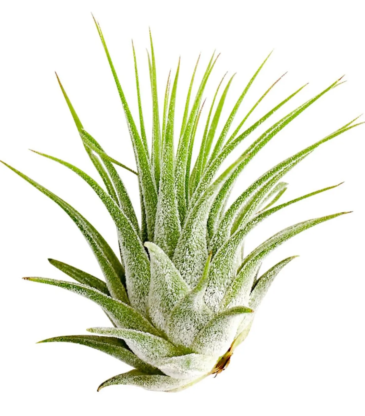 Tillandsie - Tillandsia cultivars klein, verschiedene Sorten