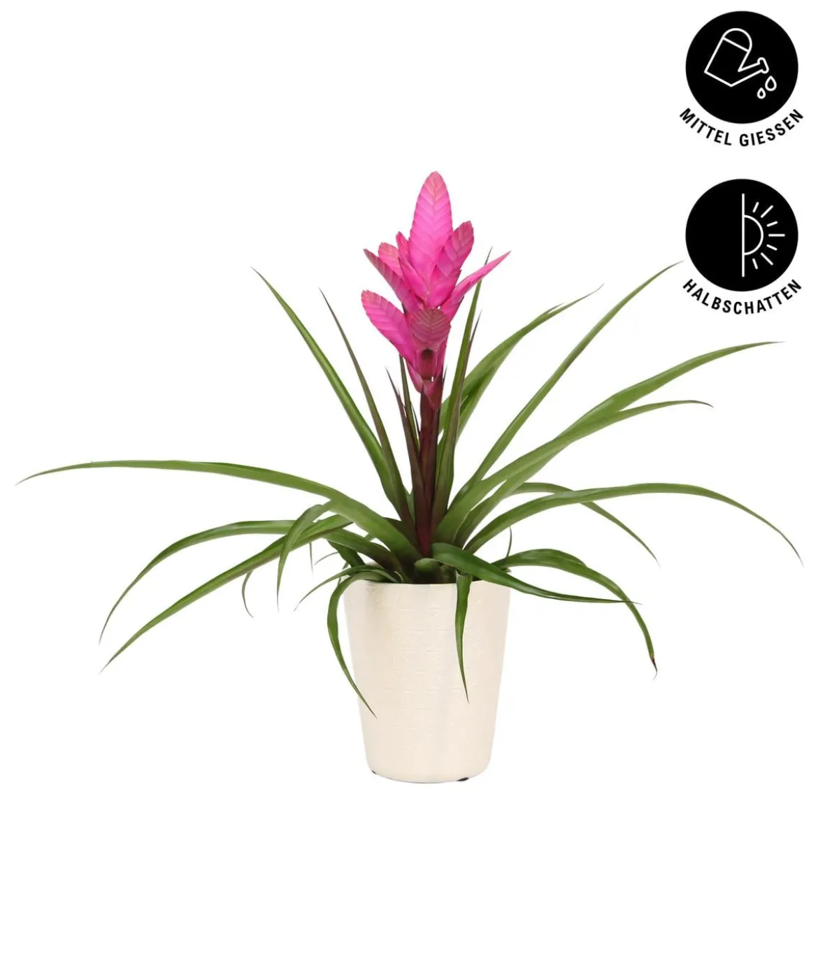 Tillandsie - Tillandsia cyanea 'Antonio', in Keramik