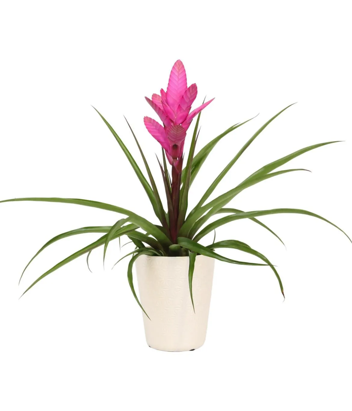 Tillandsie - Tillandsia cyanea 'Antonio', in Keramik