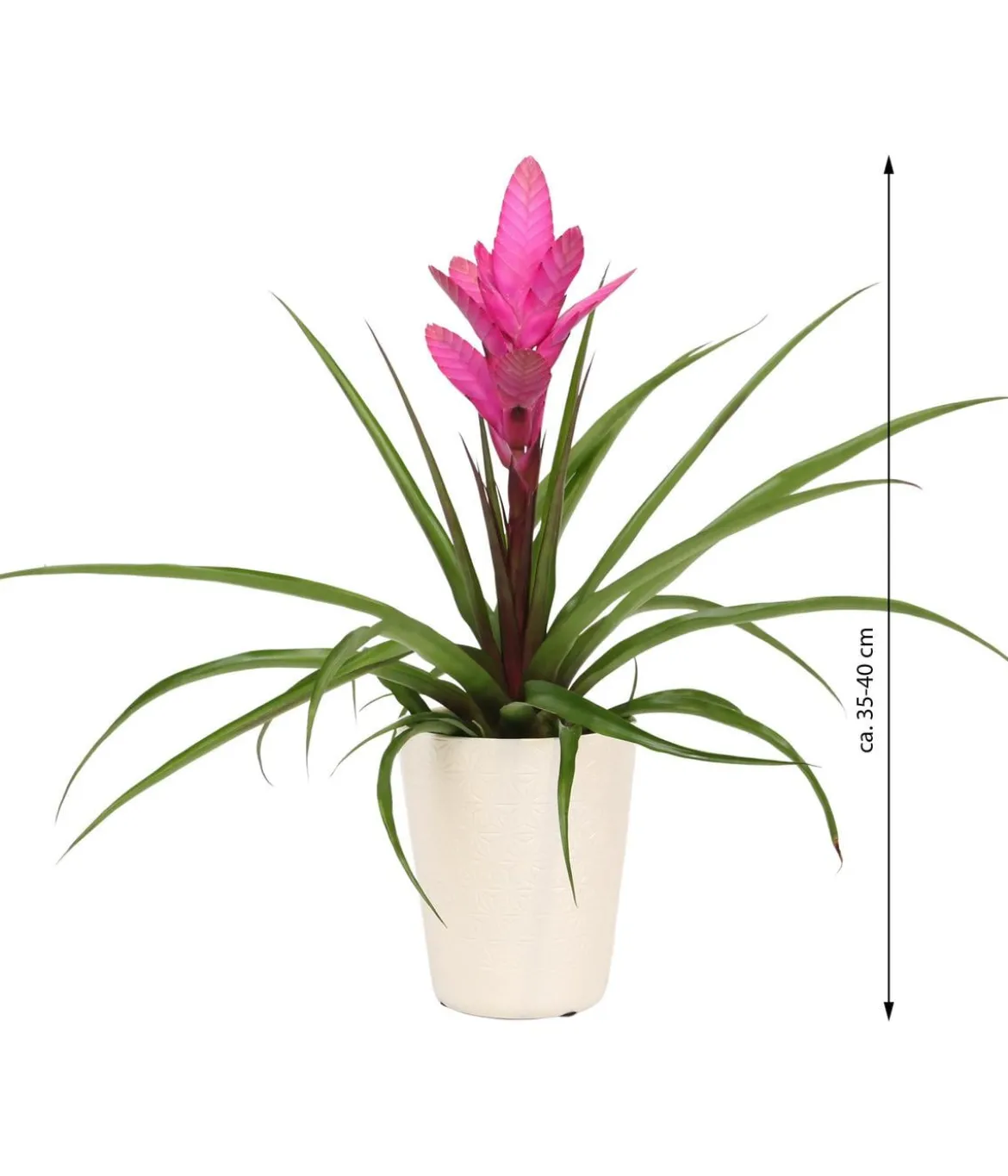 Tillandsie - Tillandsia cyanea 'Antonio', in Keramik
