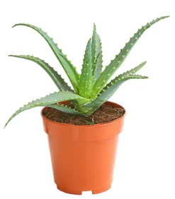 Tintenfisch-Aloe - Aloe arborescens