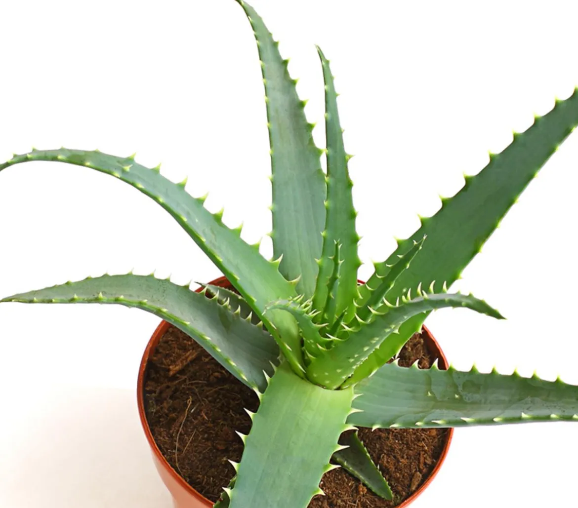 Tintenfisch-Aloe - Aloe arborescens