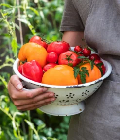 Tomate 'Garance'