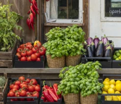 Tomate 'Garance'