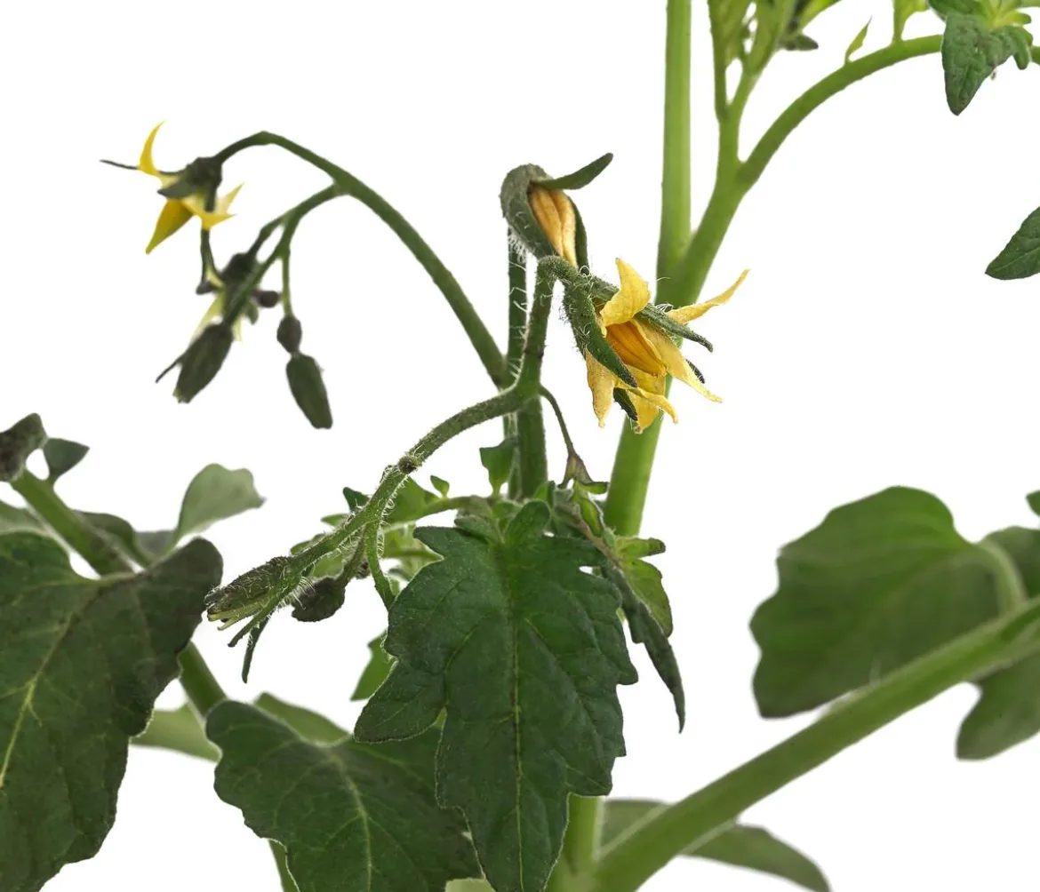 Tomate 'Garance'