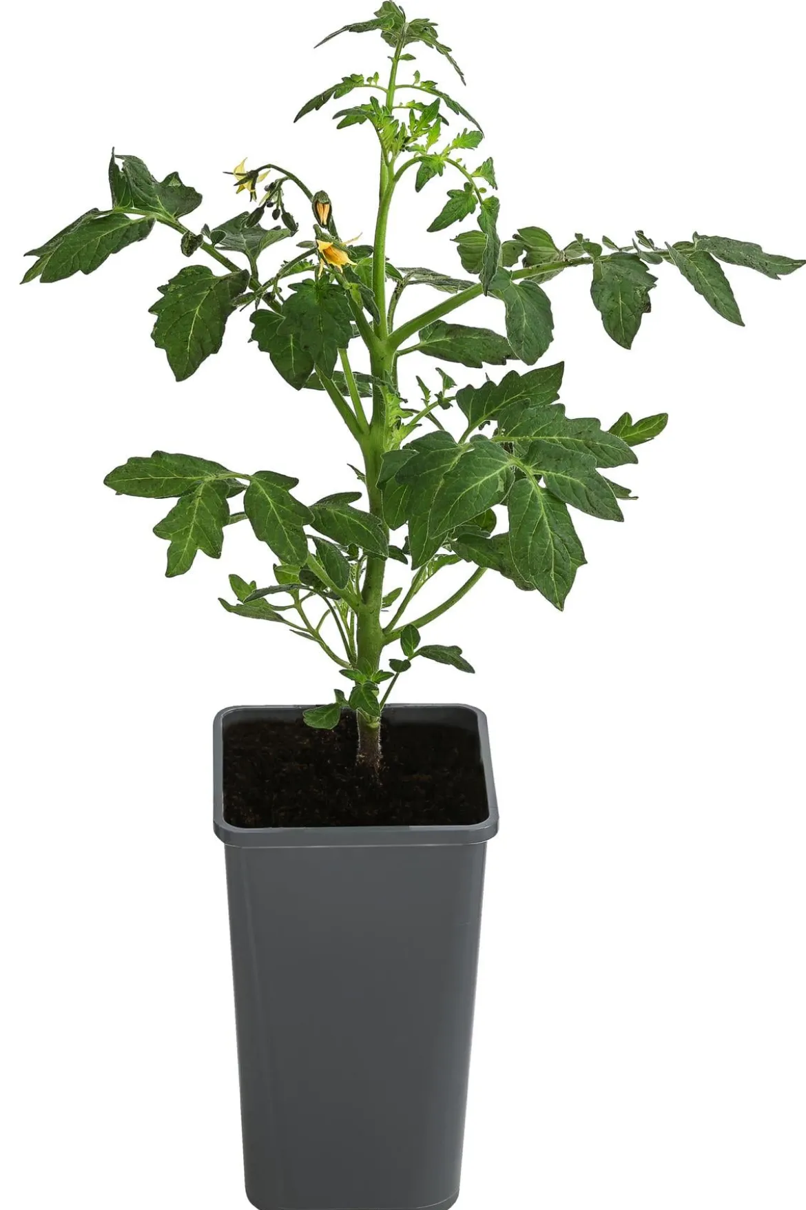 Tomate 'Garance'