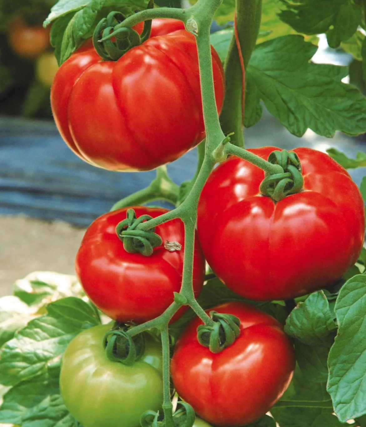 Tomate 'Garance'