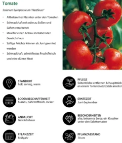 Tomate 'Harzfeuer'