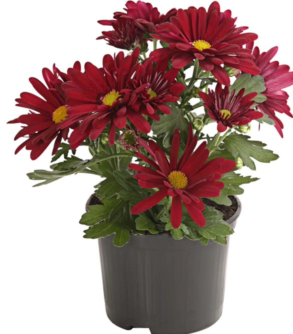 Topf-Chrysantheme, verschiedene Farben