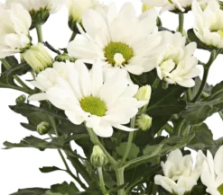 Topf-Chrysantheme, verschiedene Farben