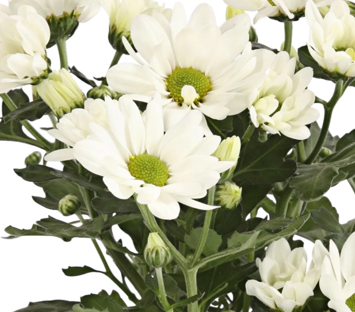 Topf-Chrysantheme, verschiedene Farben