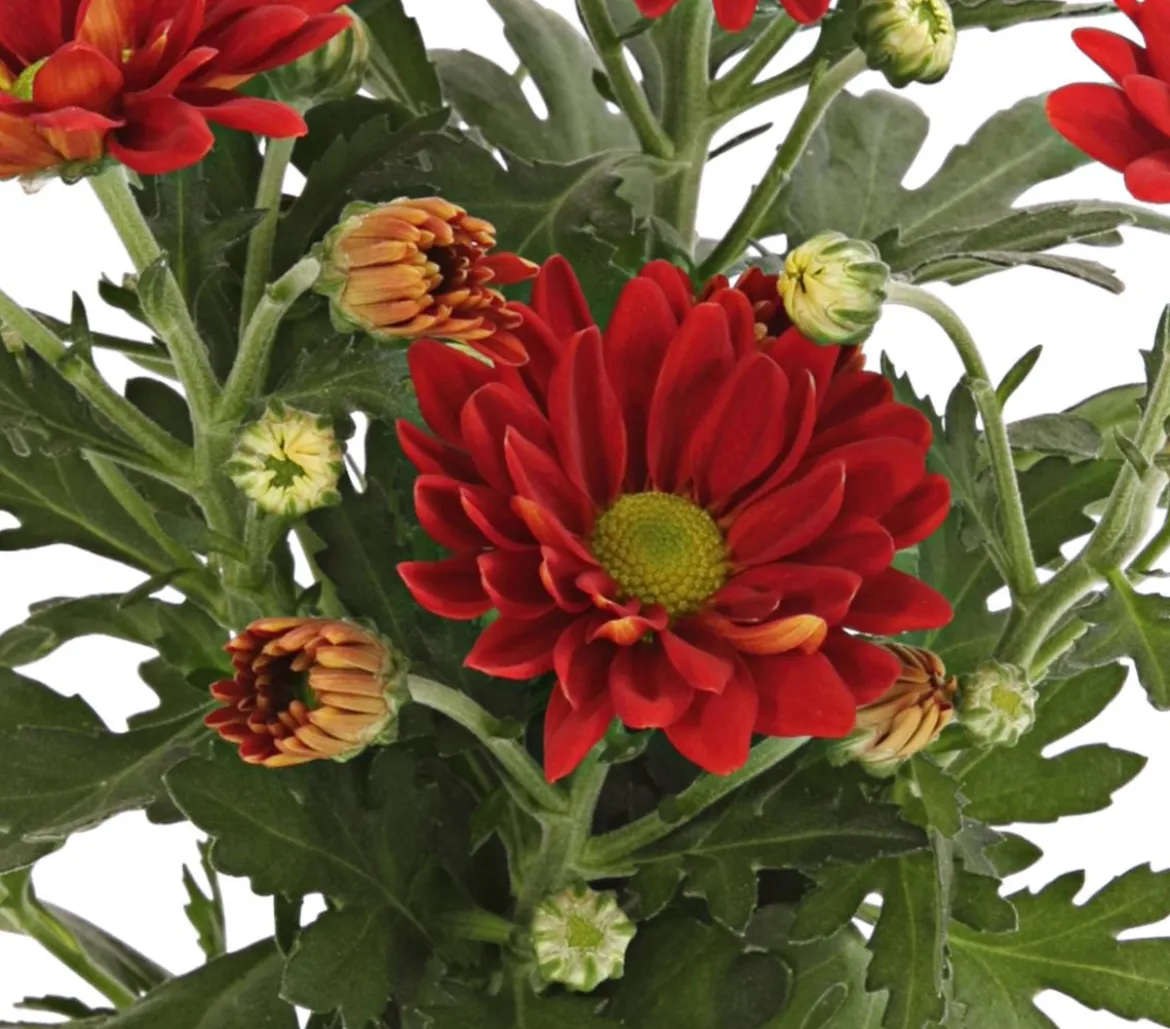 Topf-Chrysantheme, verschiedene Farben