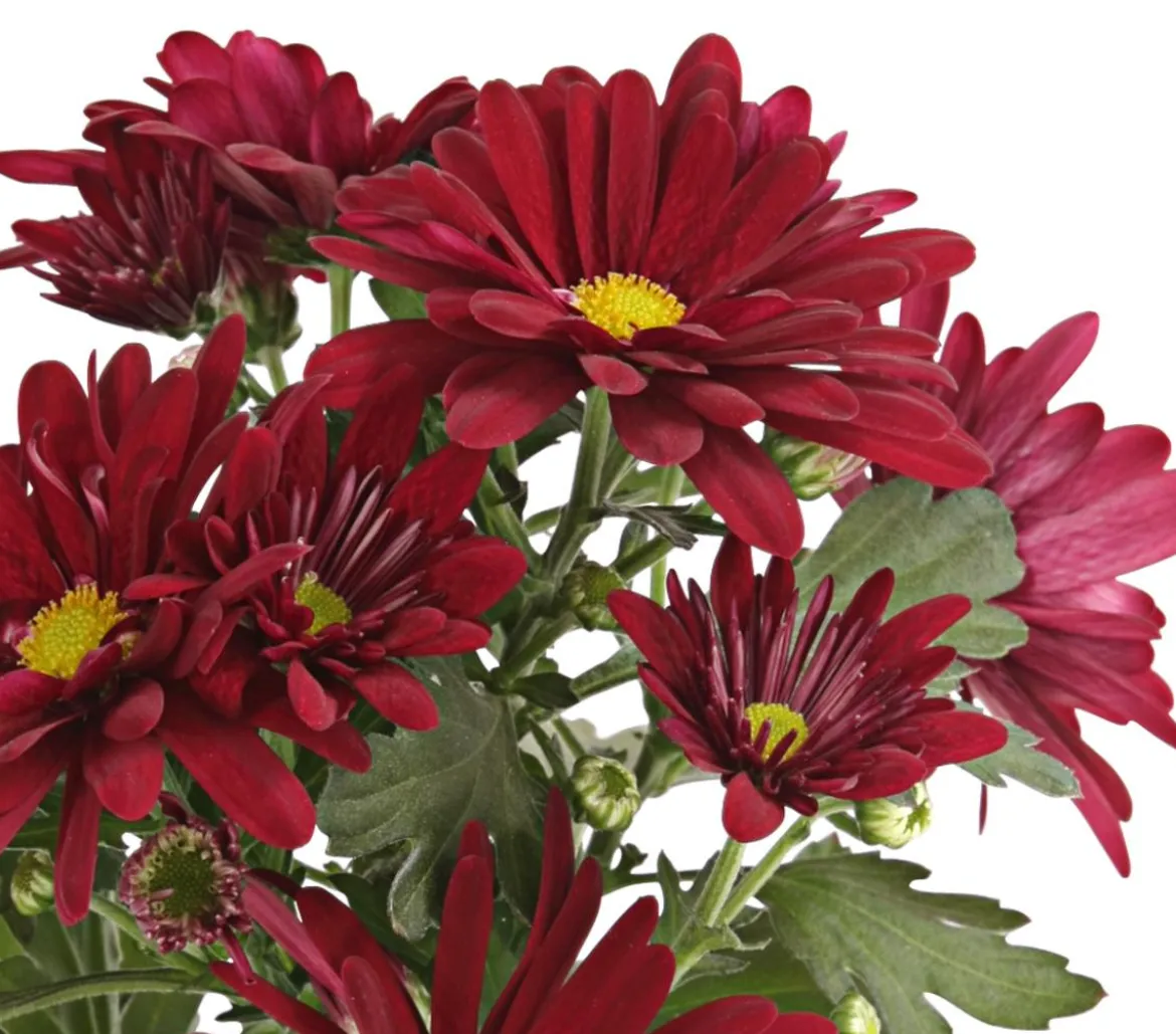 Topf-Chrysantheme, verschiedene Farben