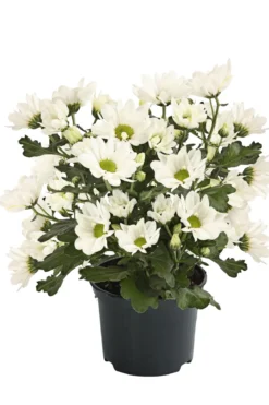 Topf-Chrysantheme, verschiedene Farben