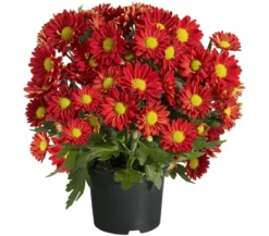 Topf-Chrysantheme, verschiedene Farben