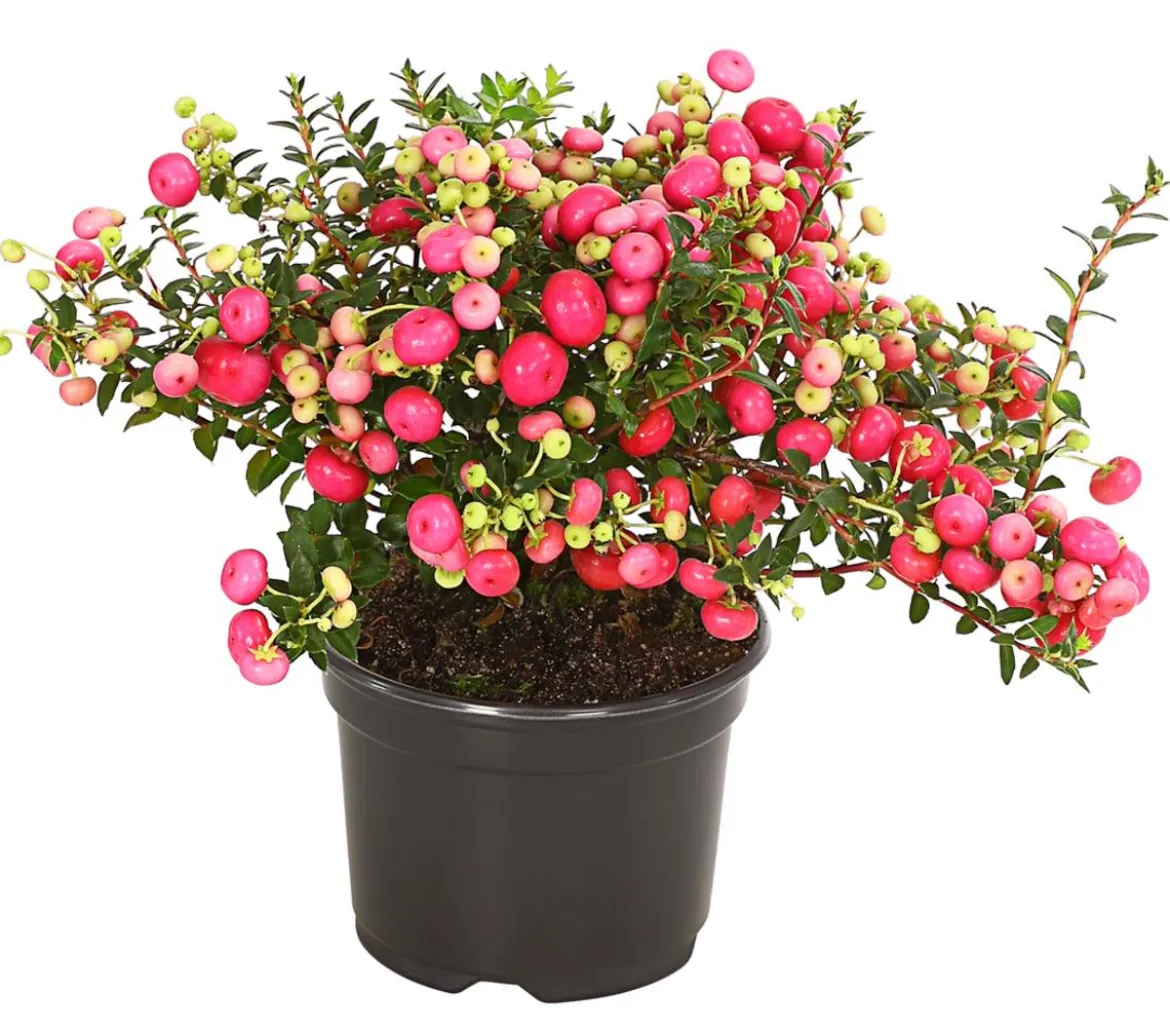 Torfmyrte, rosa