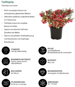 Torfmyrte, rot