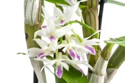 Traubenorchidee - Dendrobium amethystoglossum
